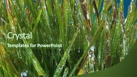  Presentation with seaweed - Slides featuring seagrass - close up of underwater seaweed background and a tawny brown colored foreground