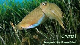  Presentation with seagrass - PPT theme enhanced with seagrass - cuttlefish in mediterranean sea background and a tawny brown colored foreground