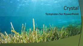  Presentation with seagrass underwater - Amazing presentation having seagrass - green grass underwater blue sea backdrop and a teal colored foreground