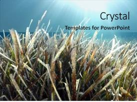 Seagrass Natural Underwater Seaweed Background PPT template 32 ...