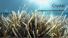  Presentation with seaweed - Beautiful PPT layouts featuring seagrass - natural underwater seaweed background backdrop and a light blue colored foreground