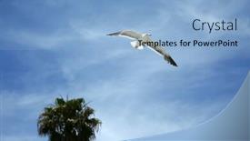  Presentation with seagull - Presentation design enhanced with seagull-a-seagull-flying background and a light blue colored foreground