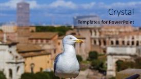  Presentation with seagull - Slide deck having seagull-and-coliseum-in-rome background and a light blue colored foreground