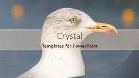  Presentation with seagull - Audience pleasing presentation theme consisting of seagull-bird-close-up-falmouth backdrop and a lemonade colored foreground