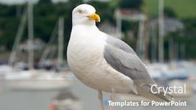  Presentation with seagull - Amazing PPT theme having seagull bird in falmouth cornwall england backdrop and a gray colored foreground