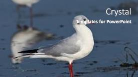  Presentation with seagull - 
