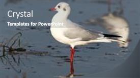  Presentation with seagull - 