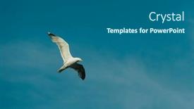  Presentation with blue sky - Theme having seagull-during-flight-on-blue background and a  colored foreground
