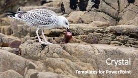  Presentation with seagull - Presentation having seagull eating dead fish head background and a  colored foreground