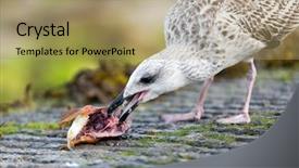  Presentation with seagull - Theme consisting of seagull eating dead fish head background and a  colored foreground