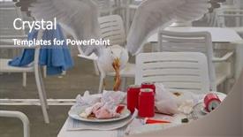  Presentation with seagull - Presentation design featuring seagull eating on a restaurant background and a  colored foreground