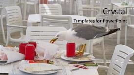  Presentation with seagull - Amazing presentation having seagull eating on a restaurant backdrop and a  colored foreground