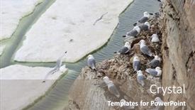  Presentation with black family - Presentation design having seagull family - black-legged kittiwake - rissa tridactyla background and a gray colored foreground