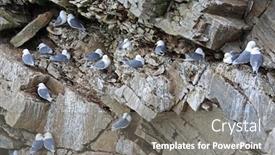  Presentation with black family - Audience pleasing presentation theme consisting of seagull-family-black-legged-kittiwake backdrop and a gray colored foreground
