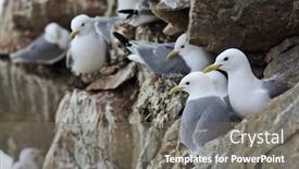  Presentation with black family - Presentation featuring seagull-family-black-legged-kittiwake background and a gray colored foreground