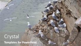  Presentation with black family - Slide deck enhanced with seagull-family-black-legged-kittiwake background and a gray colored foreground