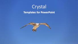  Presentation with seagull - Presentation theme having seagull-fly-in-blue-sky background and a teal colored foreground