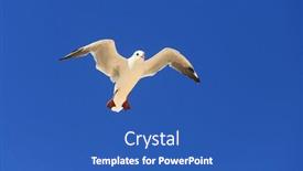  Presentation with seagull - Cool new PPT theme with seagull-fly-in-clear-blue backdrop and a teal colored foreground