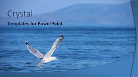  Presentation with seagull - Theme featuring seagull flying above blue sea background and a light blue colored foreground