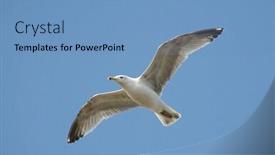  Presentation with sky blue - Slide deck having seagull-flying-against-blue-sky background and a teal colored foreground