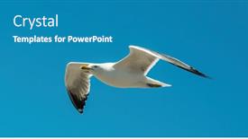  Presentation with sky blue - Presentation design having seagull-flying-in-clear-blue background and a teal colored foreground
