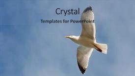  Presentation with seagull - Presentation theme having seagull flying in the air background and a seafoam green colored foreground