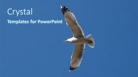 Presentation with sky blue - Slides having seagull-flying-in-the-blue background and a ocean colored foreground