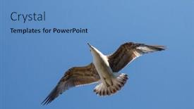  Presentation with sky blue - Audience pleasing theme consisting of seagull-flying-in-the-blue backdrop and a teal colored foreground