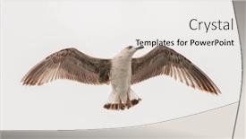  Presentation with seagull - PPT layouts featuring seagull-flying-in-the-blue background and a white colored foreground