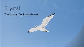  Presentation with seagull - PPT theme consisting of seagull-flying-over-blue-sky background and a light blue colored foreground