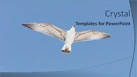  Presentation with seagull - Beautiful PPT layouts featuring seagull-flying-over-blue-sky backdrop and a teal colored foreground
