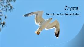 Presentation with seagull - Cool new presentation design with seagull flying backdrop and a light blue colored foreground