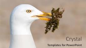  Presentation with seagull - Slide deck consisting of seagull gathering moss for a nest background and a coral colored foreground