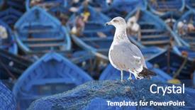  Presentation with seagull - Presentation theme having seagull in essaouira port background and a ocean colored foreground