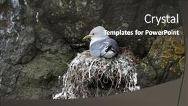  Presentation with seagull - Beautiful presentation design featuring seagull-in-nest-on-mykines backdrop and a dark gray colored foreground