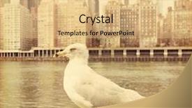  Presentation with seagull - Cool new PPT theme with seagull in new york city retro style image backdrop and a blonde colored foreground