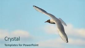  Presentation with seagull - Presentation design featuring h5n1 - seagull in the sky background and a lemonade colored foreground