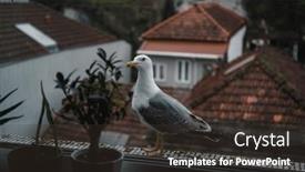  Presentation with seagull - Slide deck with seagull-is-sitting background and a tawny brown colored foreground
