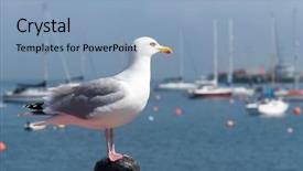  Presentation with seagull - Slide set with seagull looking out to sea background and a light blue colored foreground