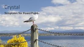  Presentation with new zealand - PPT layouts consisting of seagull-looking-over-lake-taupo background and a light blue colored foreground