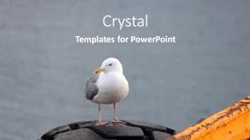  Presentation with seagull - Slide set enhanced with seagull-on-a-pier background and a gray colored foreground