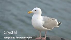  Presentation with seagull - PPT layouts with seagull-on-a-pier background and a gray colored foreground