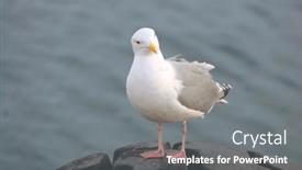  Presentation with seagull - Presentation theme consisting of seagull-on-a-pier background and a gray colored foreground