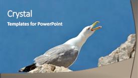  Presentation with seagull - Slides featuring seagull on a rock background and a teal colored foreground