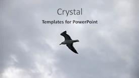  Presentation with seagull - Presentation having seagull-on-cloudy-grey-autumn background and a  colored foreground