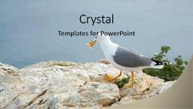  Presentation with seagull - Presentation theme featuring seagull on rock eating background and a  colored foreground