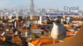  Presentation with seagull - Cool new PPT layouts with seagull on the background of blurred porto's old town backdrop and a lemonade colored foreground