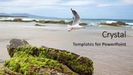  Presentation with seagull - Amazing presentation theme having seagull on the beach australia backdrop and a light gray colored foreground