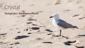  Presentation with seagull - Theme featuring seagull on the beach background and a lemonade colored foreground