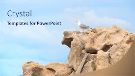  Presentation with seagull - Theme enhanced with seagull-on-the-rocks background and a sky blue colored foreground